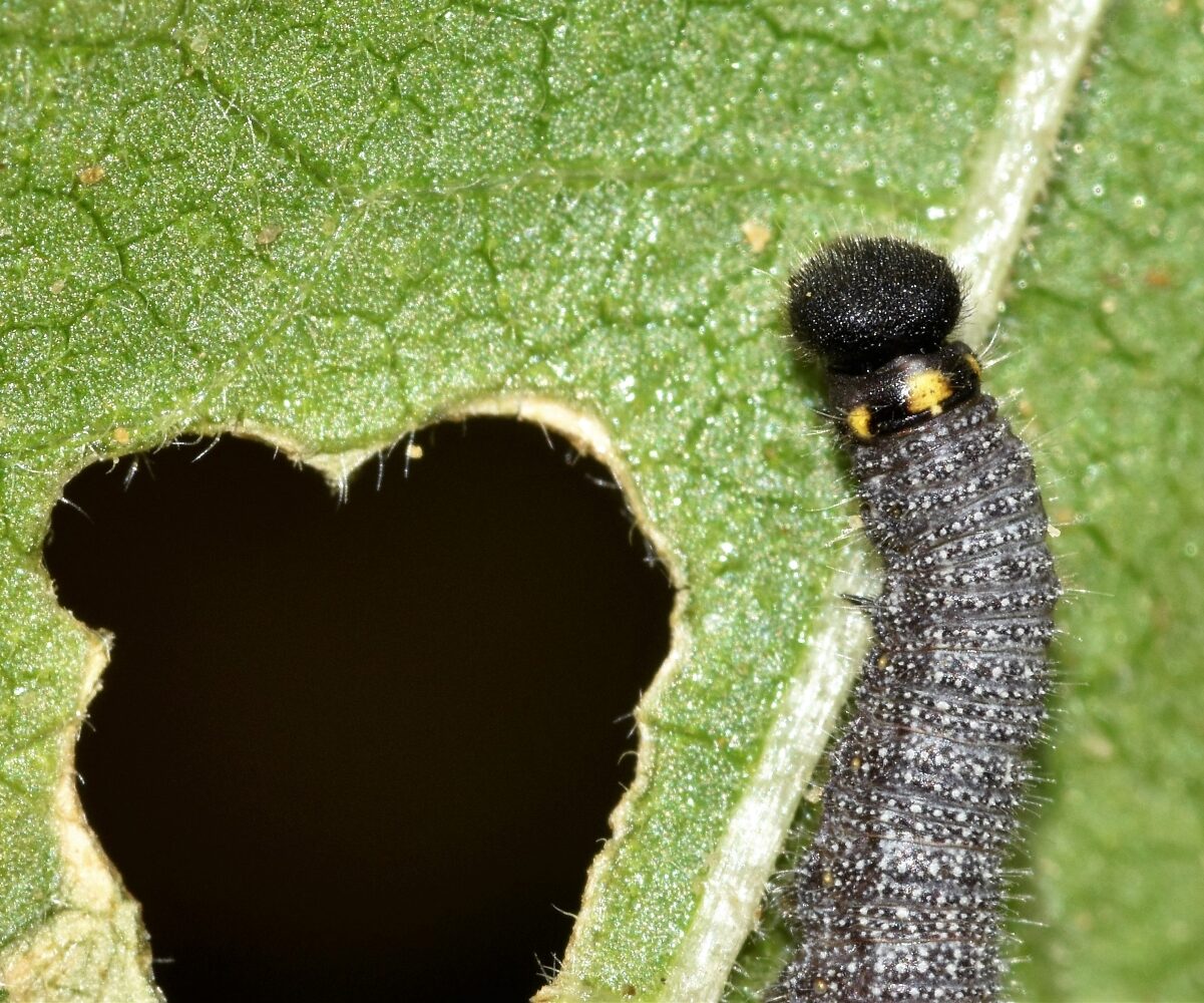 Carcharodus alceae, larva, Crete - photo © K. Bormpoudaki