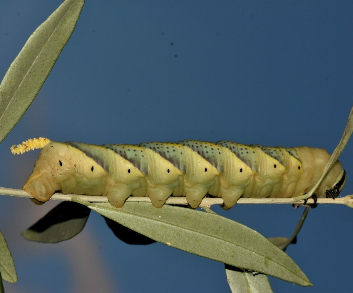 Acherontia atropos, larva, Crete - photo © K. Bormpoudaki