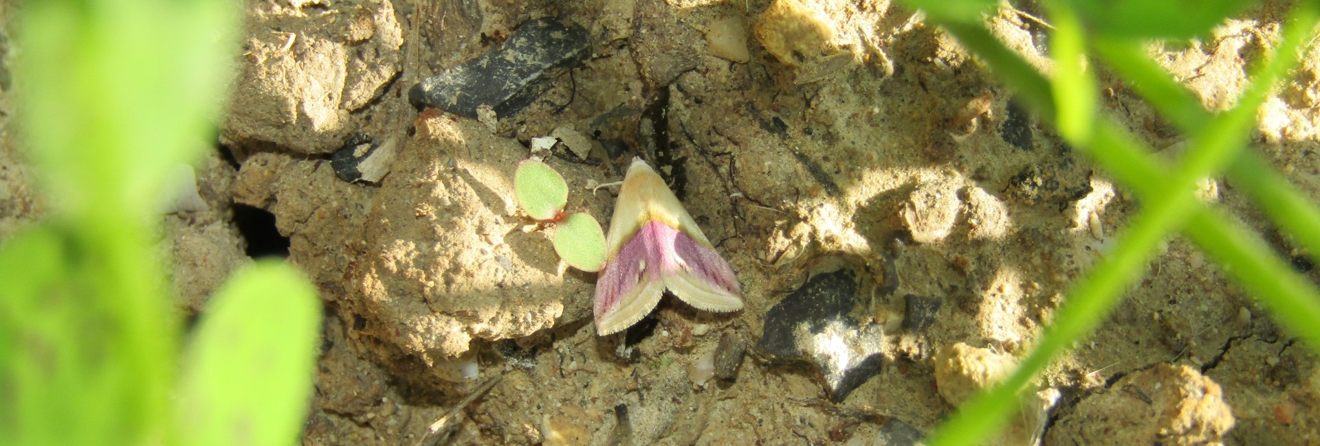Eublemma cochylioides, Crete - photo © K. Bormpoudaki