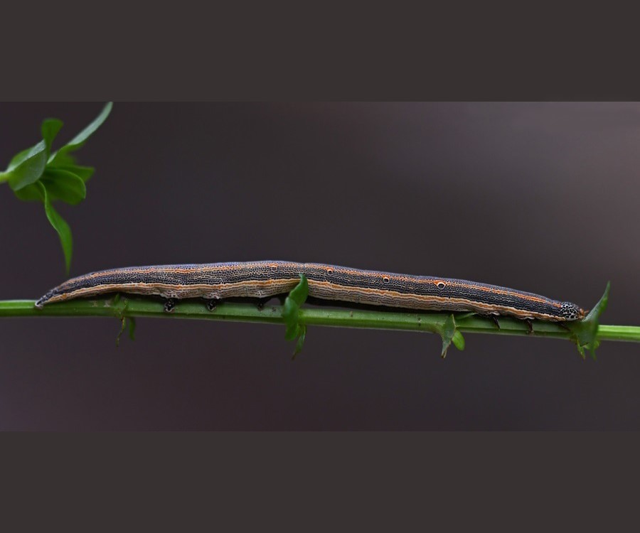 Grammodes bifasciata larva, Crete - photo © Fotis Samaritakis