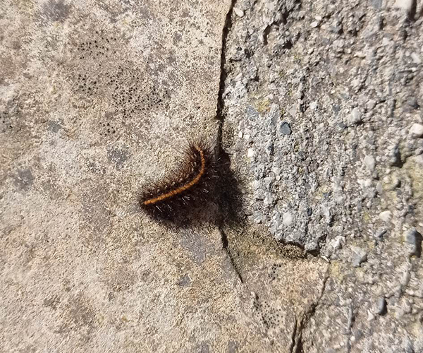 Phragmatobia fuliginosa larva, Crete - photo © Marianna Mpikaki