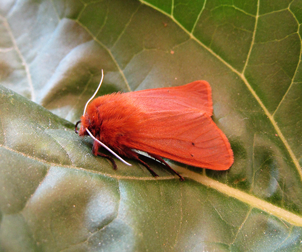Phragmatobia fuliginosa, Crete - photo © K. Bormpoudaki