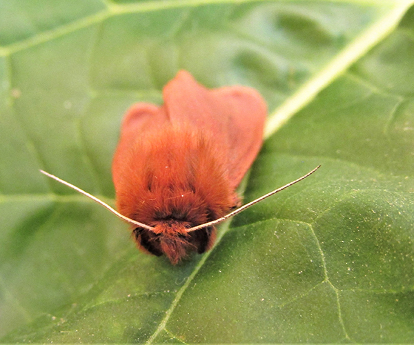 Phragmatobia fuliginosa, Crete - photo © K. Bormpoudaki