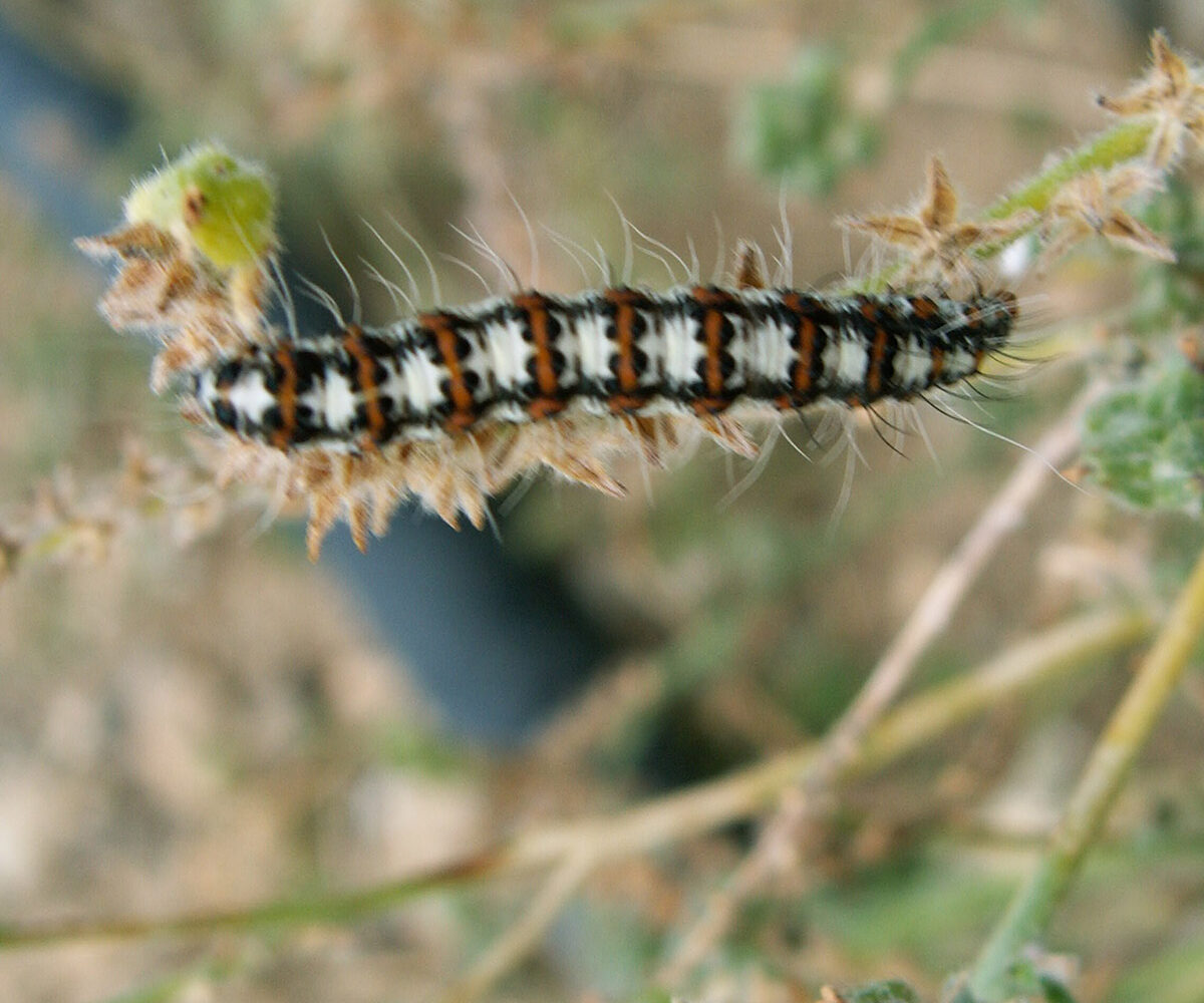 Utetheisa pulchella, larva, Crete - photo © Steve Daniels