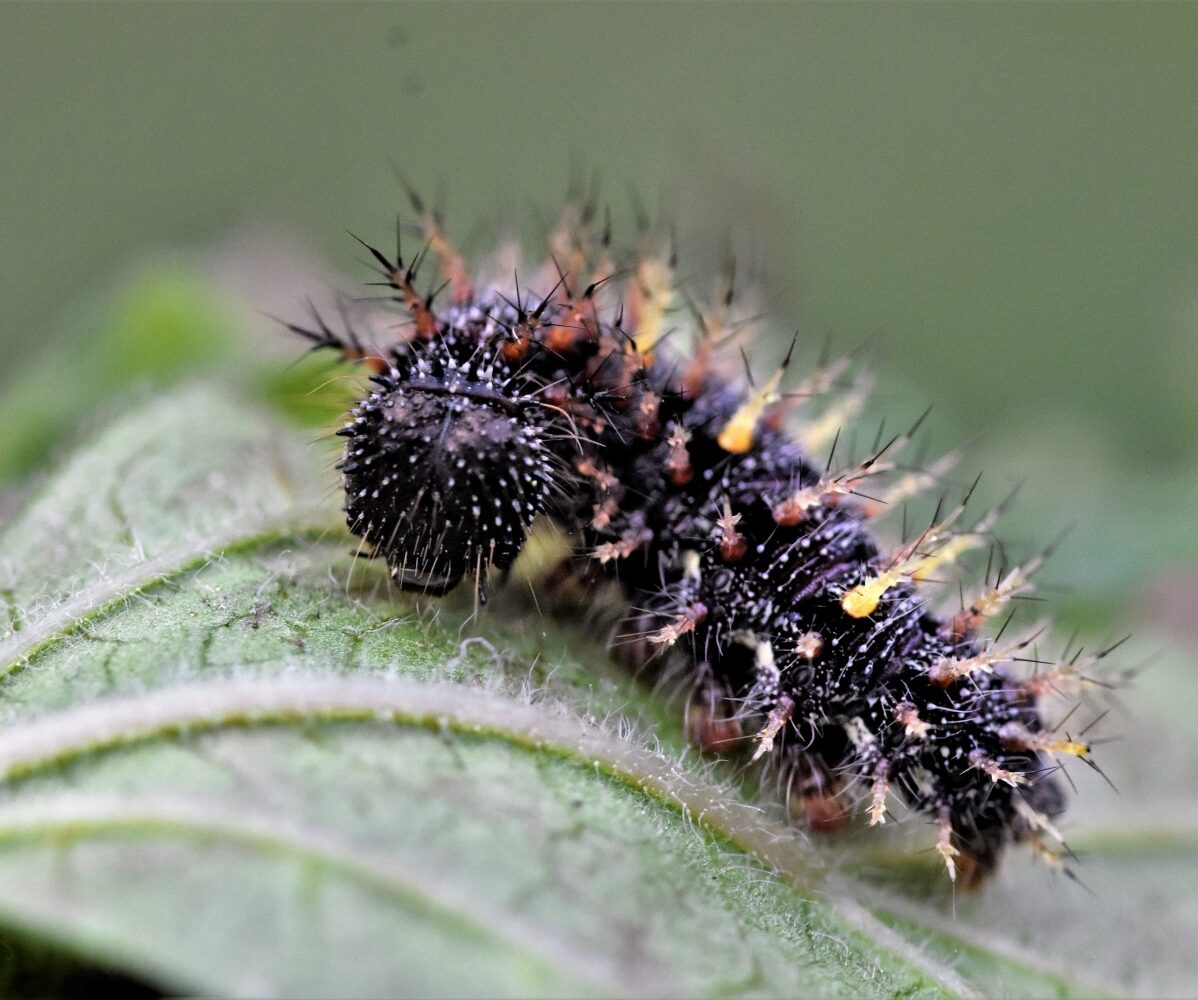 Vanessa atalanta larva, Crete - photo © Κ. Bormpoudaki