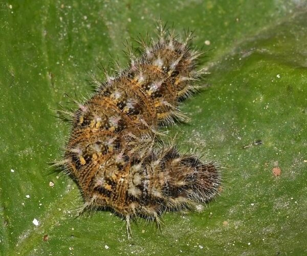 Polygonia egea larva, Crete - photo © Fotis Samaritakis