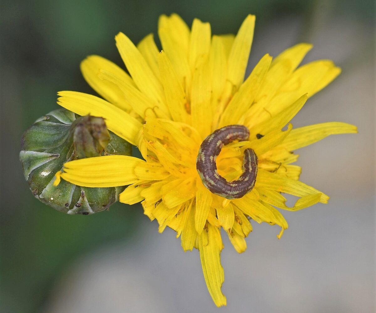 Eupithecia centaureata larva, Crete - photo © Fotis Samaritakis