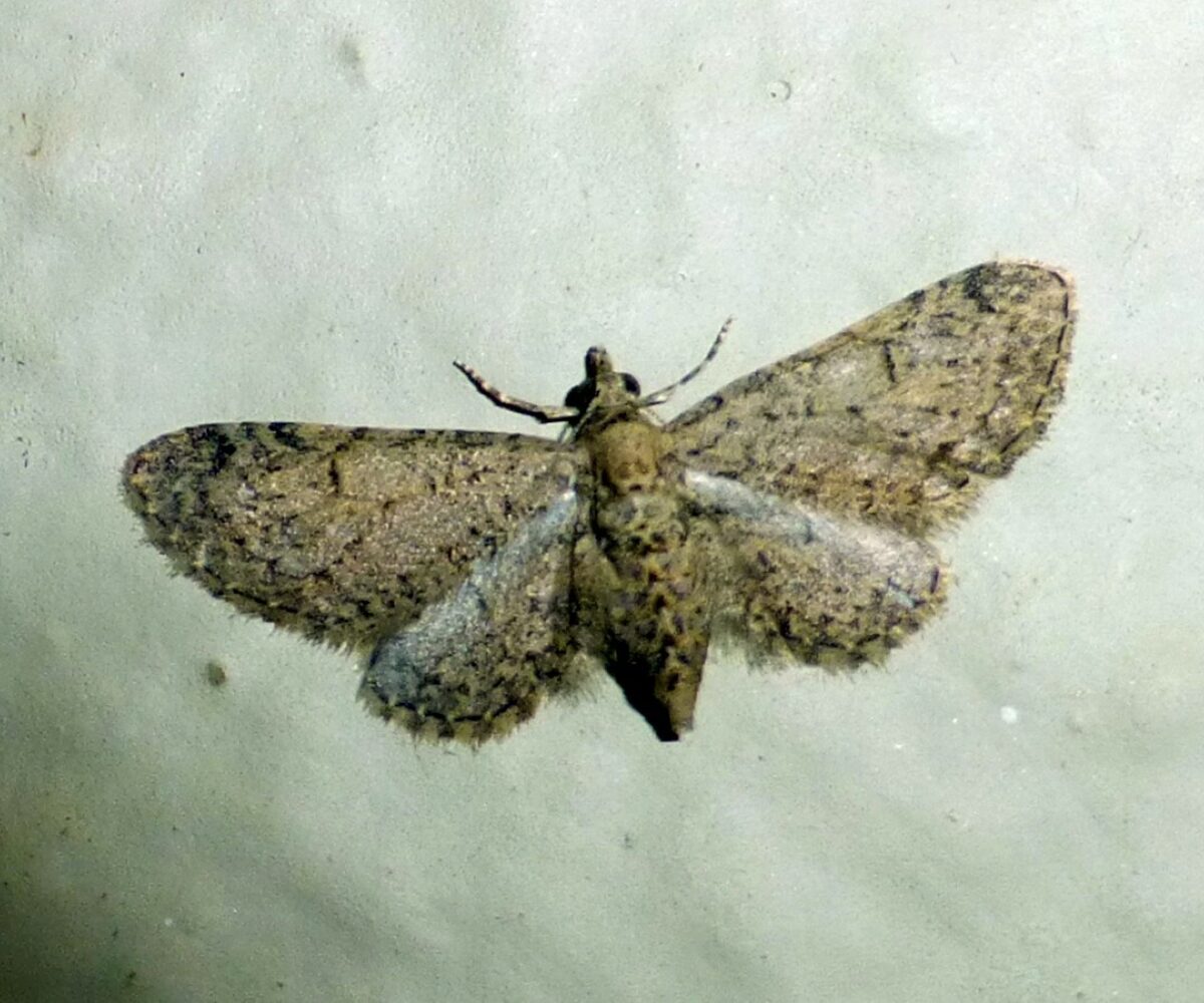 Eupithecia ultimaria, Crete - photo © https://www.inaturalist.org/observations/144855520