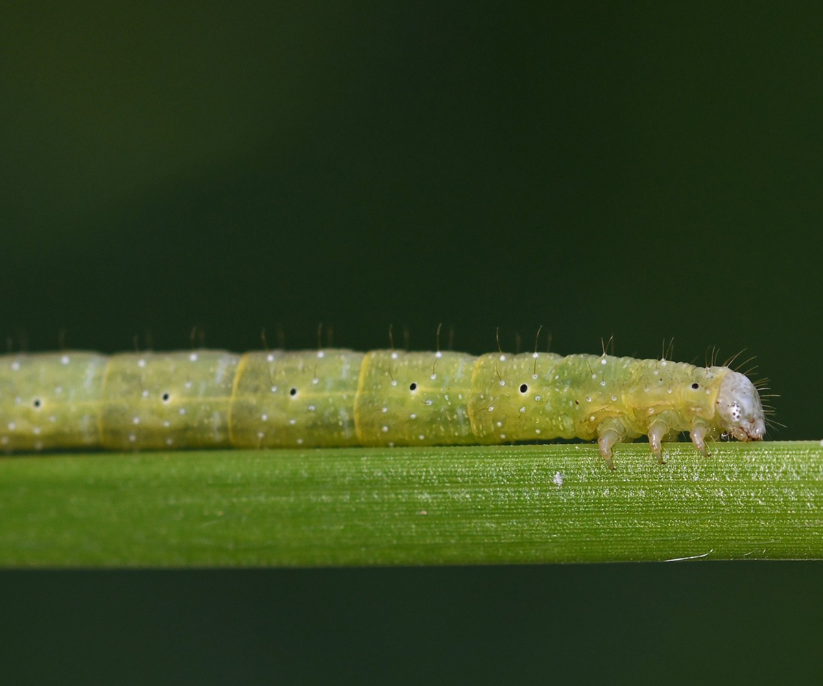 Larentia clavaria larva, Crete - photo © Fotis Samaritakis