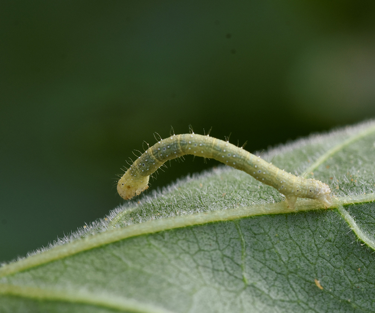 Larentia clavaria larva, Crete - photo © K. Bormpoudaki