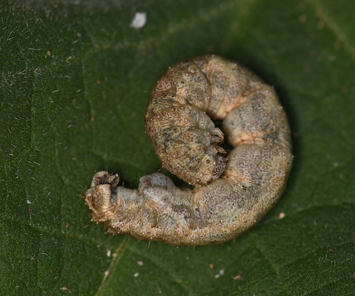 Larentia malvata larva, Crete - photo © Fotis Samaritakis
