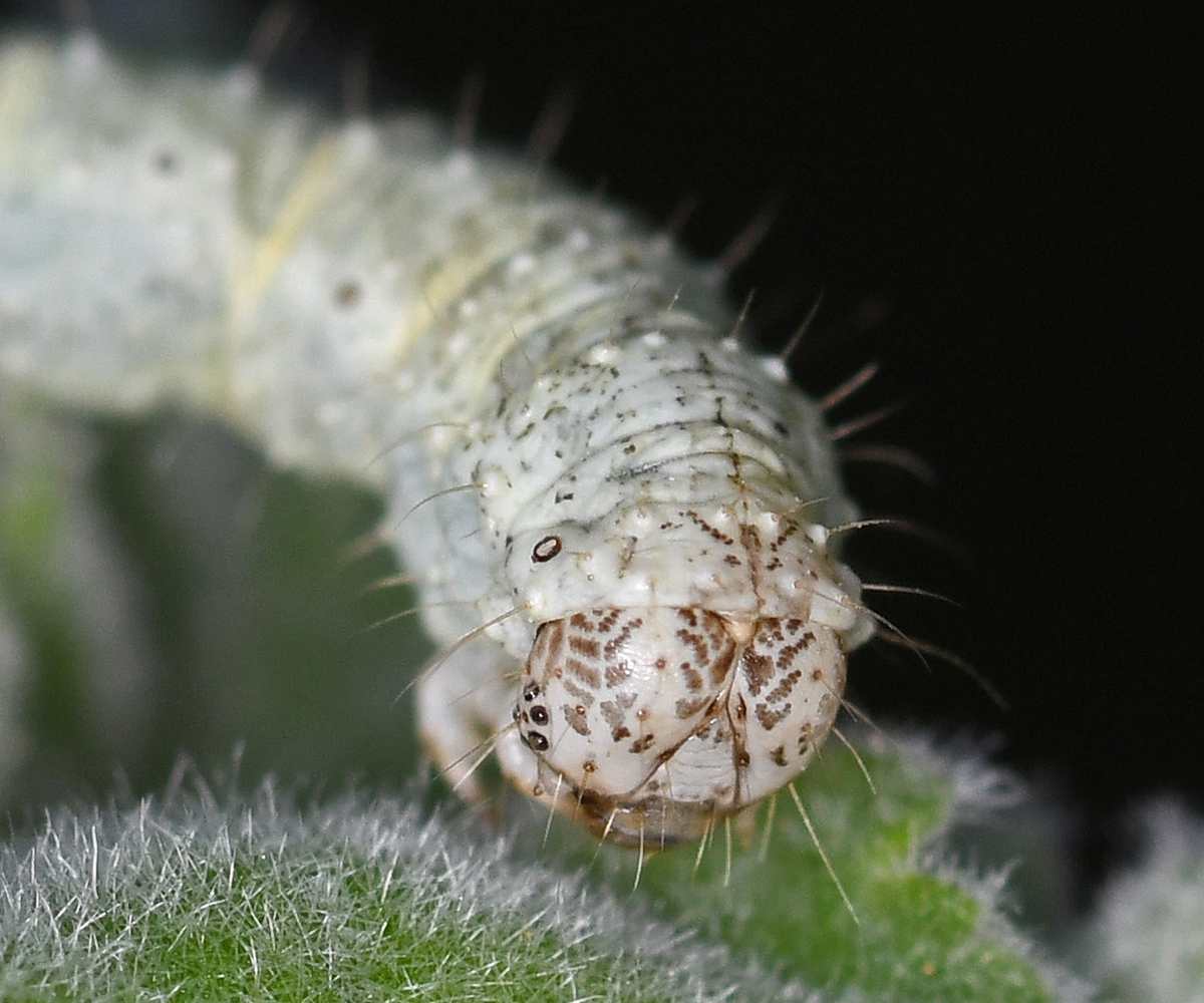 Larentia malvata larva, Crete - photo © Fotis Samaritakis