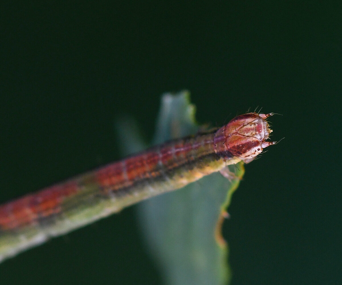 Rhodometra sacraria larva, Crete - photo © Fotis Samaritakis