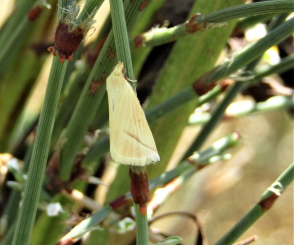 Rhodometra sacraria, Crete - photo © K. Bormpoudaki