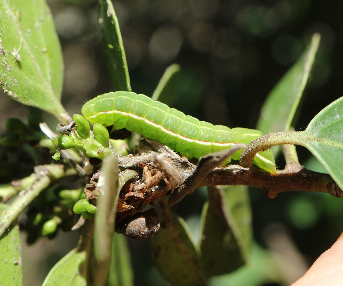 Amphipyra effusa larva, Crete - photo © Zacharia Angourakis
