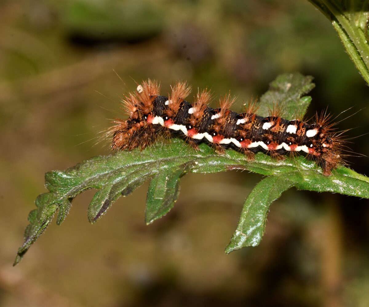 Acronicta rumicis larva, Crete - photo © K. Bormpoudaki