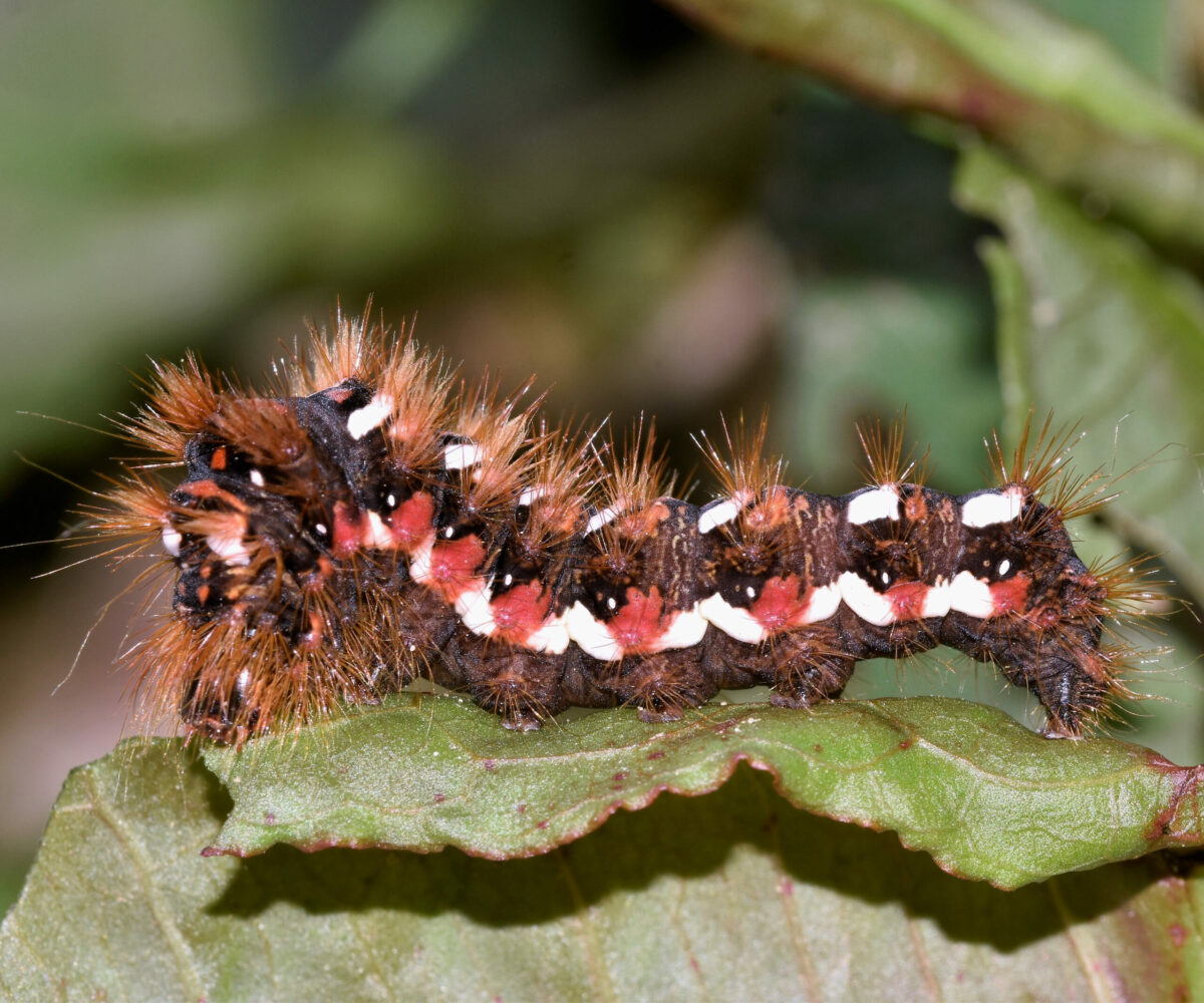 Acronicta rumicis larva, Crete - photo © K. Bormpoudaki