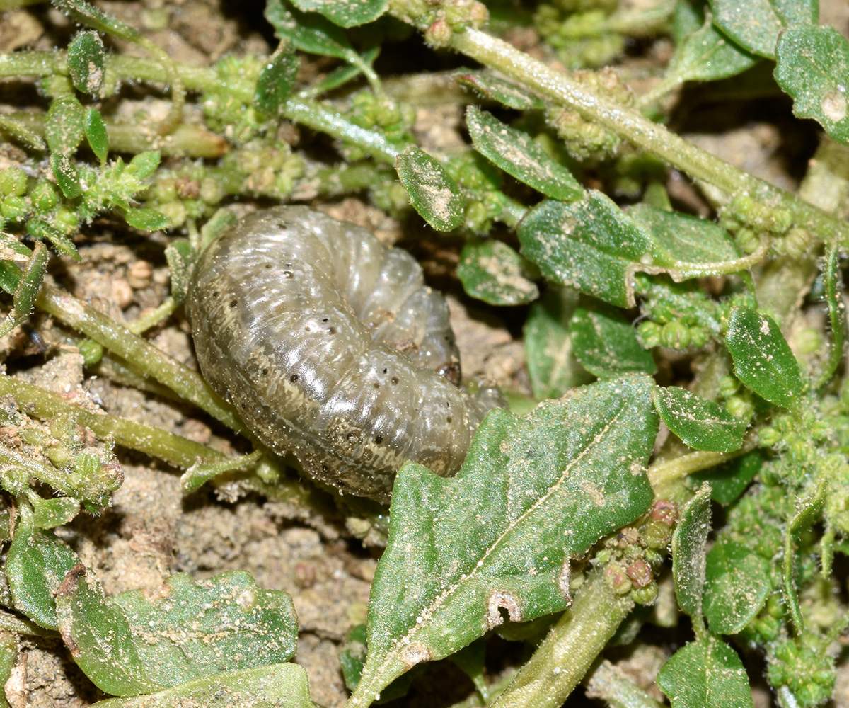 Agrotis catalaunensis larva, Crete - photo © K. Bormpoudaki