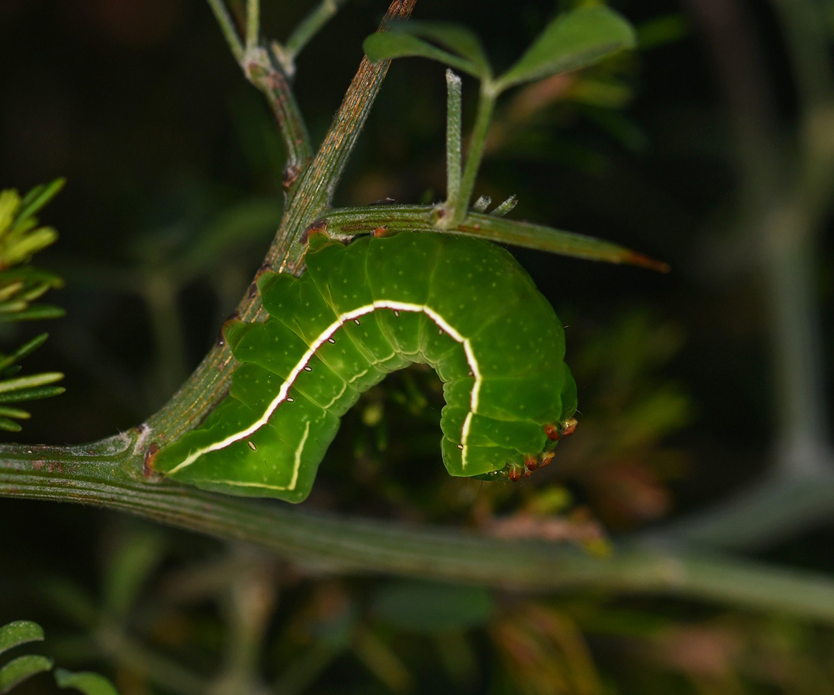 Amphipyra effusa larva, Crete - photo © Fotis Samaritakis