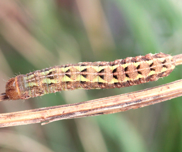 Aporophyla australis larva, Crete - photo © Heiner Ziegler