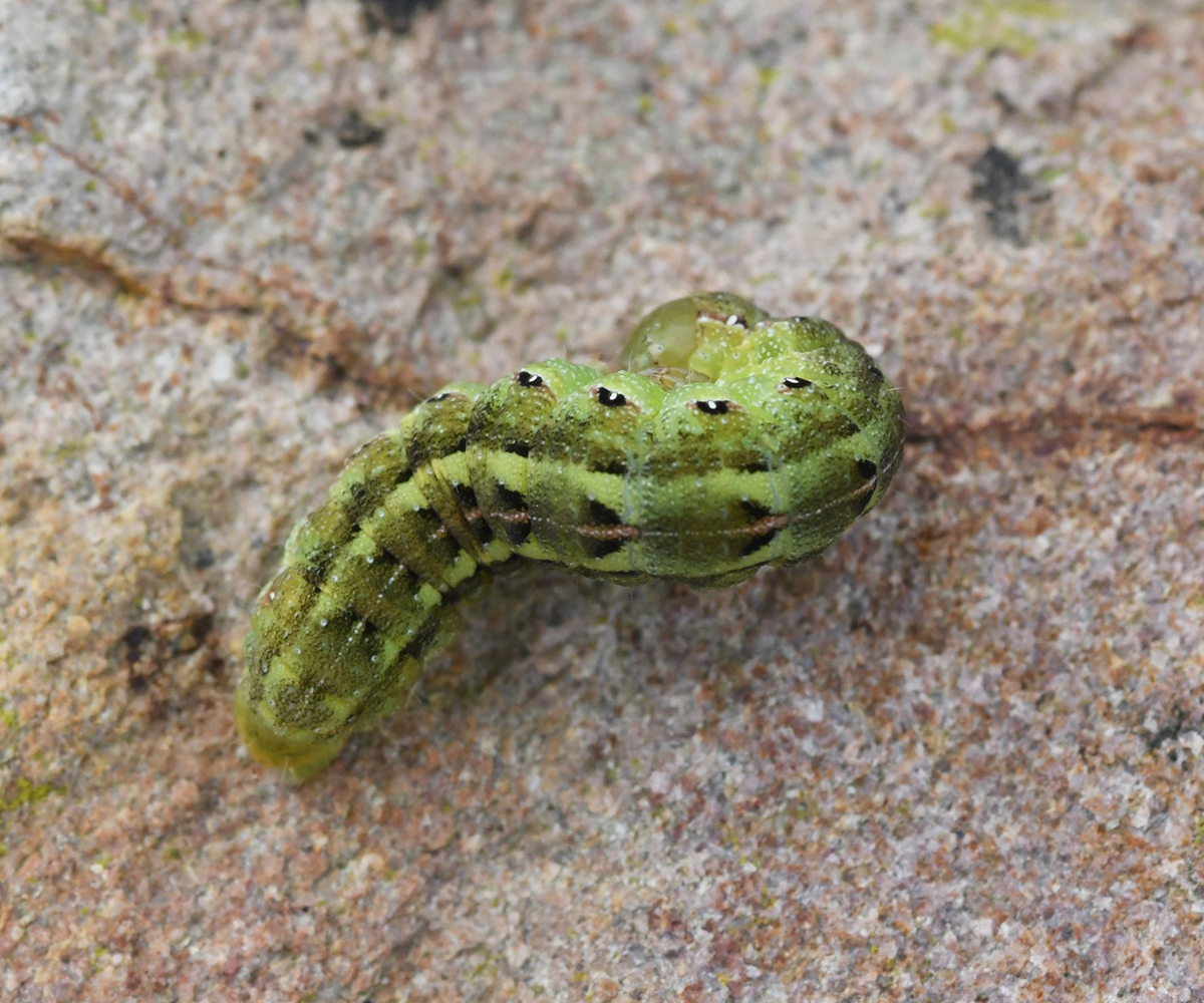 Aporophyla australis larva, Crete - photo © Nikos Marakis