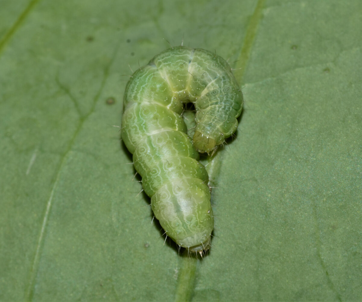 Autographa gamma larva, Crete - photo © K. Bormpoudaki