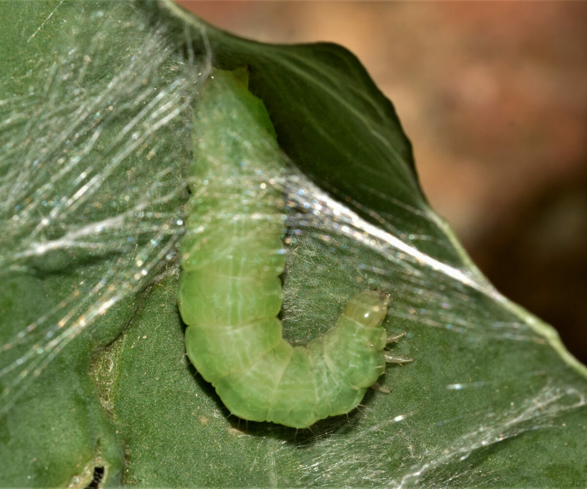 Autographa gamma larva, Crete - photo © K. Bormpoudaki