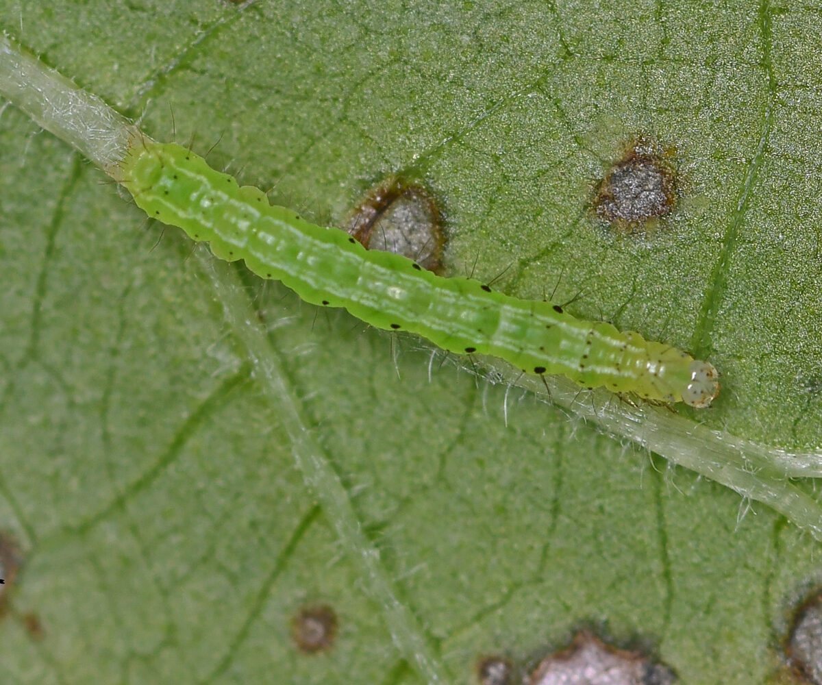 Chrysodeixis chalcites larva, Crete - photo © Fotis Samaritakis