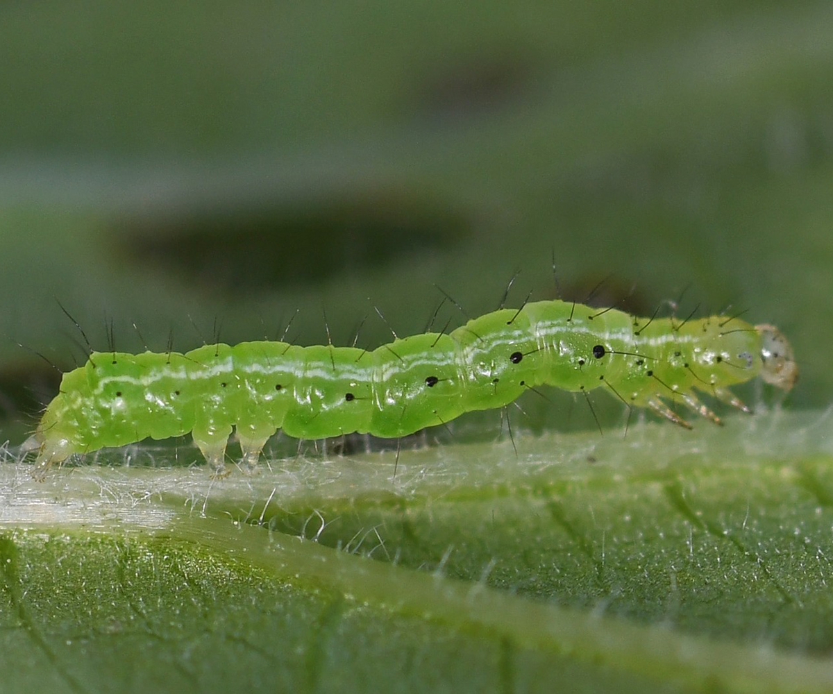 Chrysodeixis chalcites larva, Crete - photo © Fotis Samaritakis