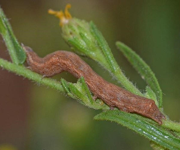 Condica viscosa larva, Crete - photo © Fotis Samaritakis