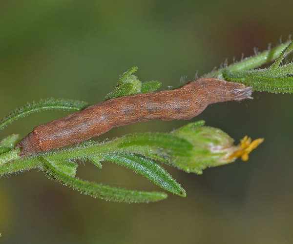 Condica viscosa larva, Crete - photo © Fotis Samaritakis