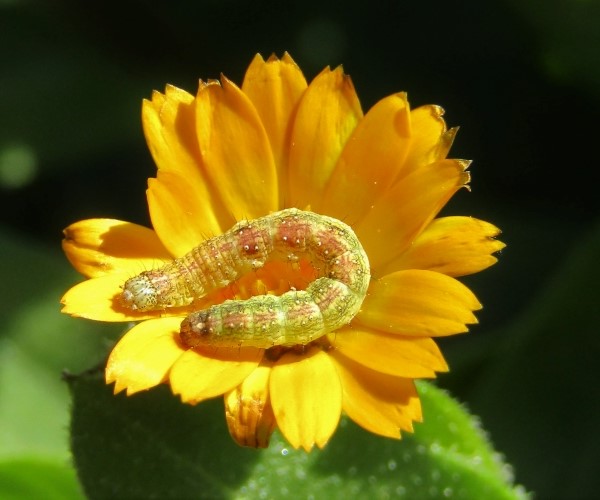 Cucullia calendulae larva, Crete - photo © K. Bormpoudaki