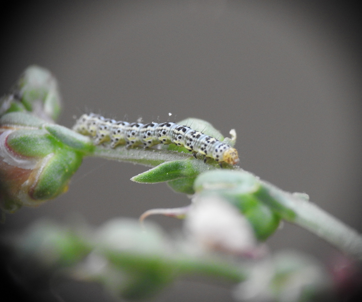 Cucullia blattariae larva, Crete - photo © Yves Bas