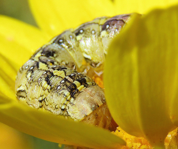 Cucullia chamomillae larva, Crete - photo © K. Bormpoudaki