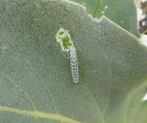 Cucullia verbasci larva, Crete - photo © Fotis Samaritakis