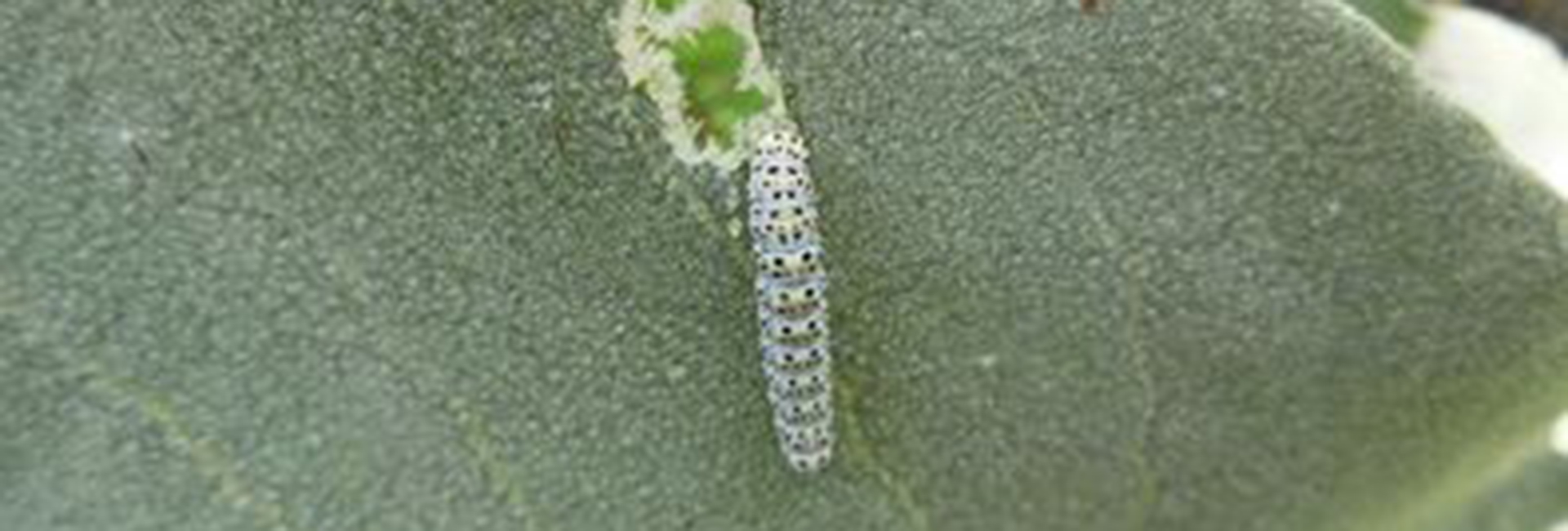Cucullia verbasci larva, Crete - photo © Fotis Samaritakis