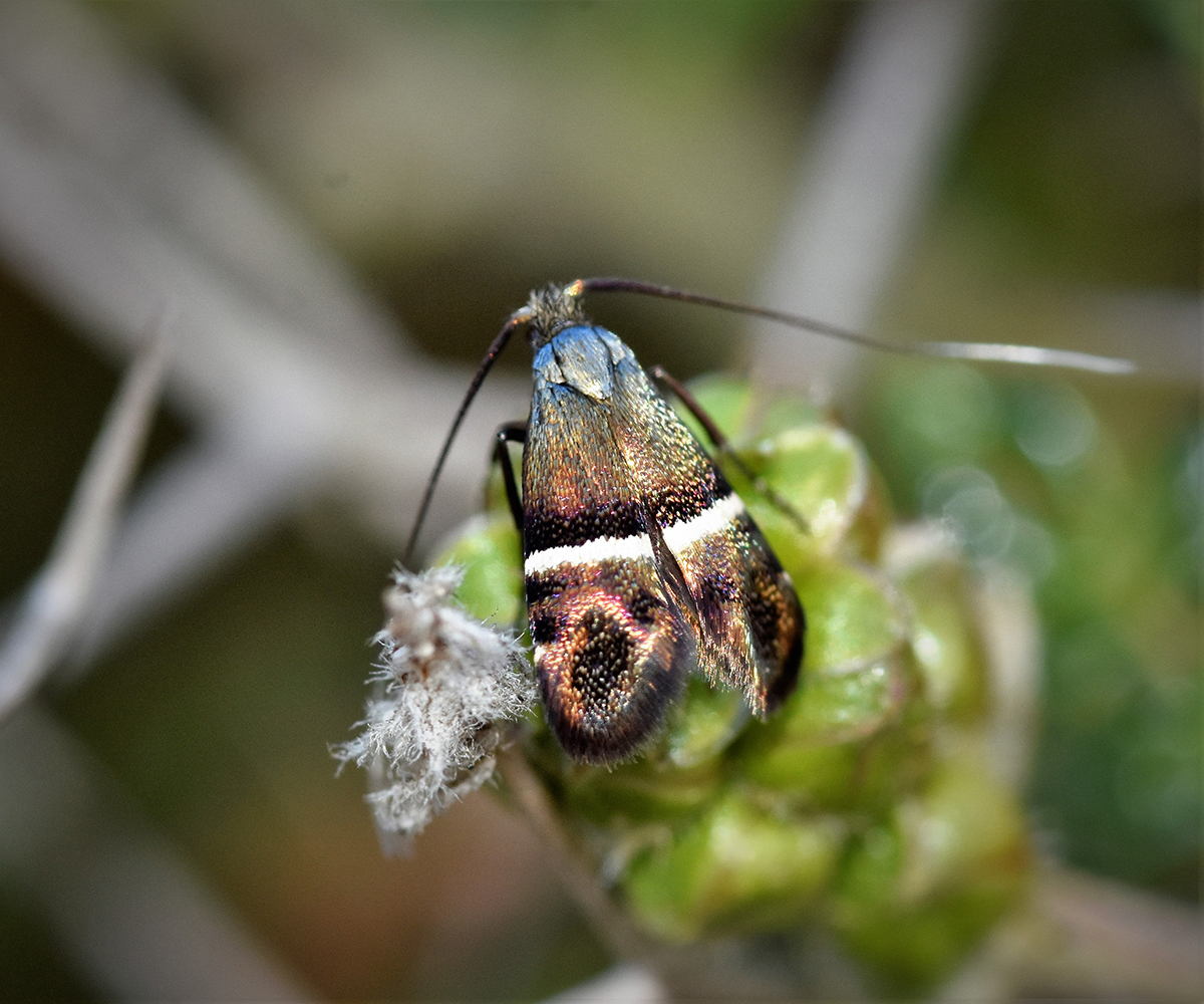 Adela paludicolella, Crete - photo © K. Bormpoudaki