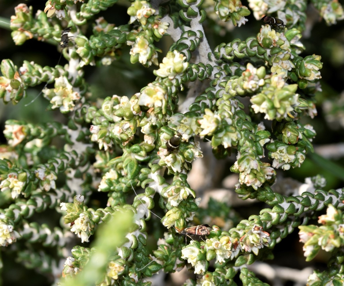 Adela paludicolella, Crete - photo © K. Bormpoudaki