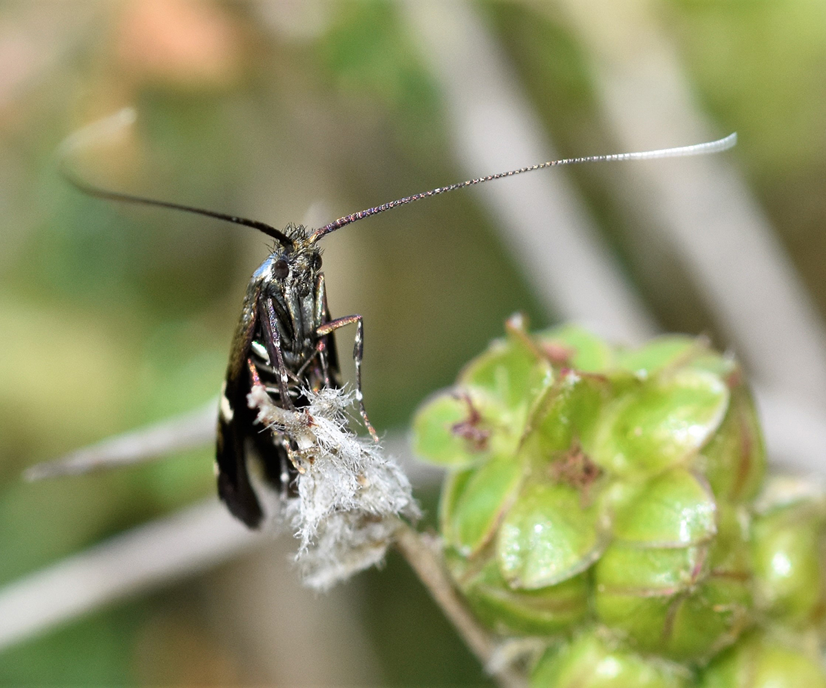 Adela paludicolella, Crete - photo © K. Bormpoudaki