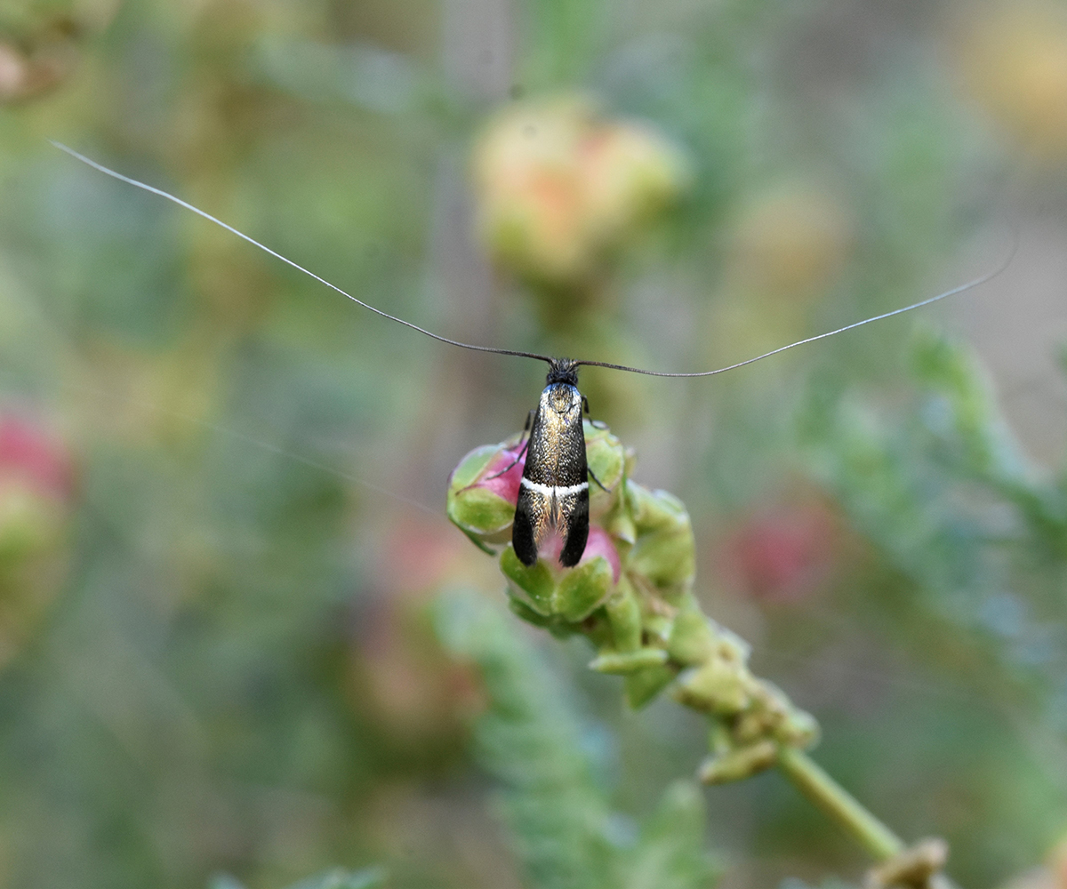 Adela paludicolella, Crete - photo © K. Bormpoudaki