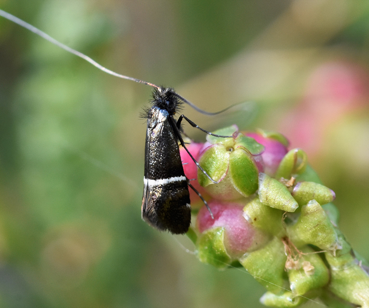 Adela paludicolella, Crete - photo © K. Bormpoudaki