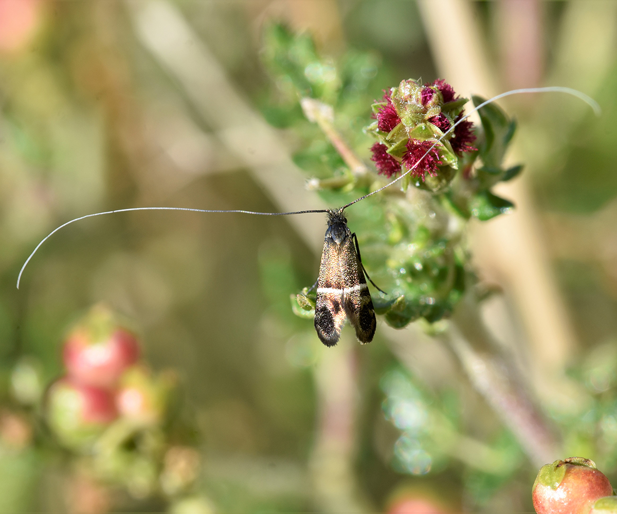 Adela paludicolella, Crete - photo © K. Bormpoudaki