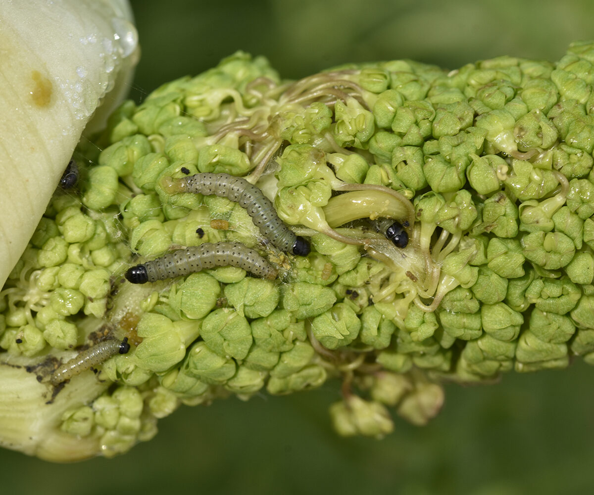 Depressaria veneficella larva, Crete - photo © K. Bormpoudaki