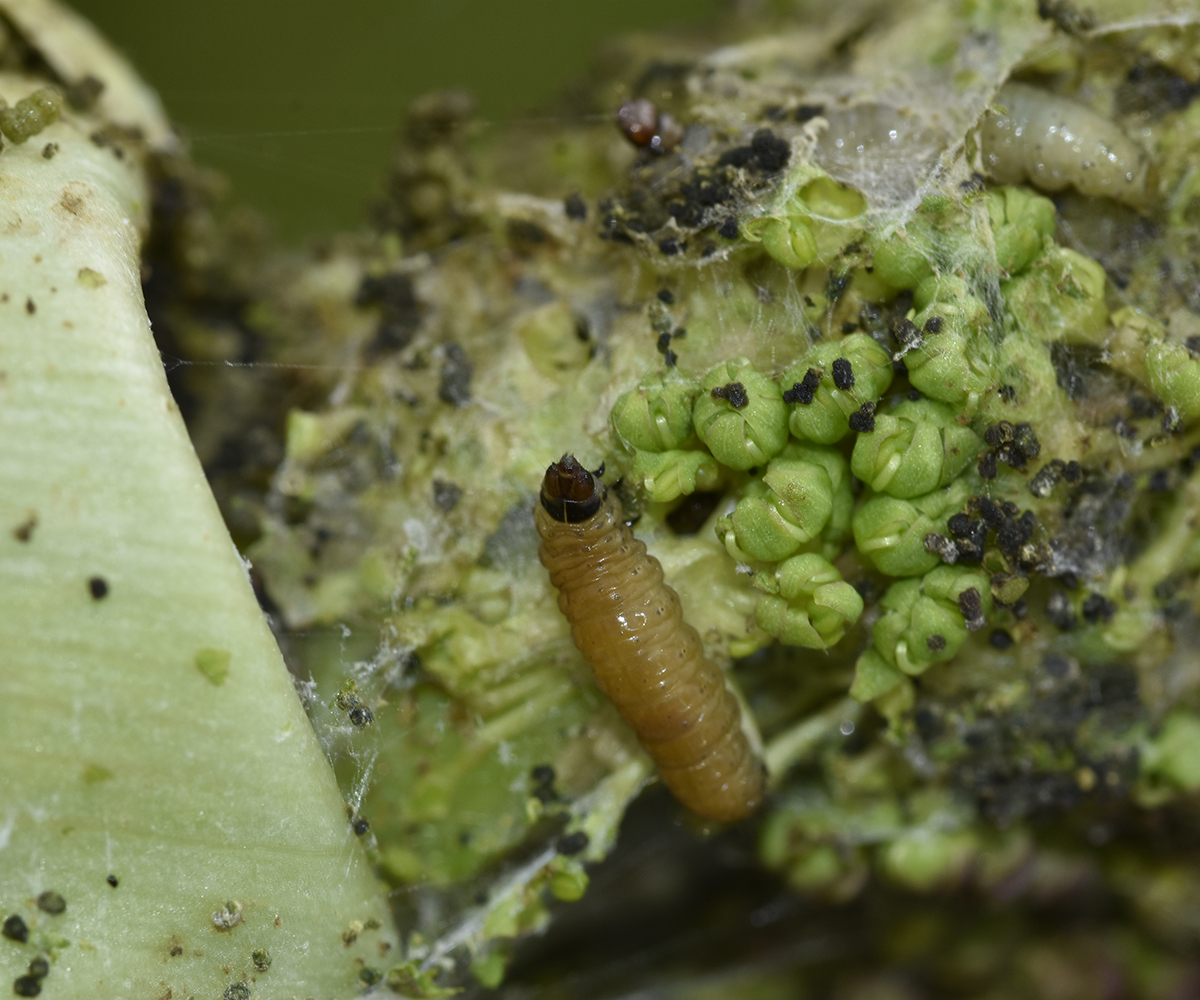 Depressaria veneficella larva, Crete - photo © K. Bormpoudaki