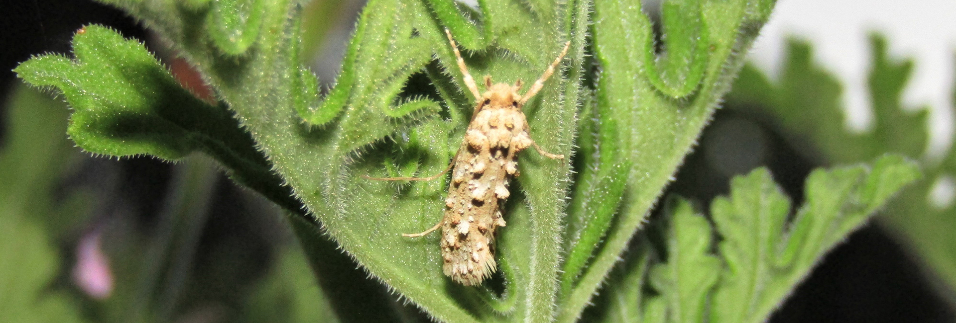 Hapsifera luridella, Crete - photo © K. Bormpoudaki