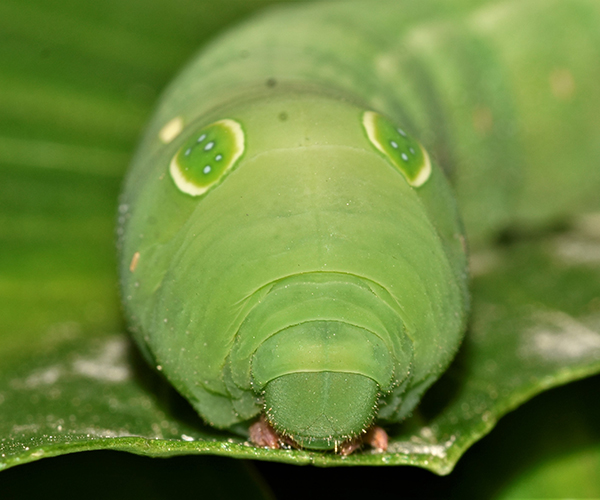 Hippotion celerio larva, Crete - photo © K. Bormpoudaki