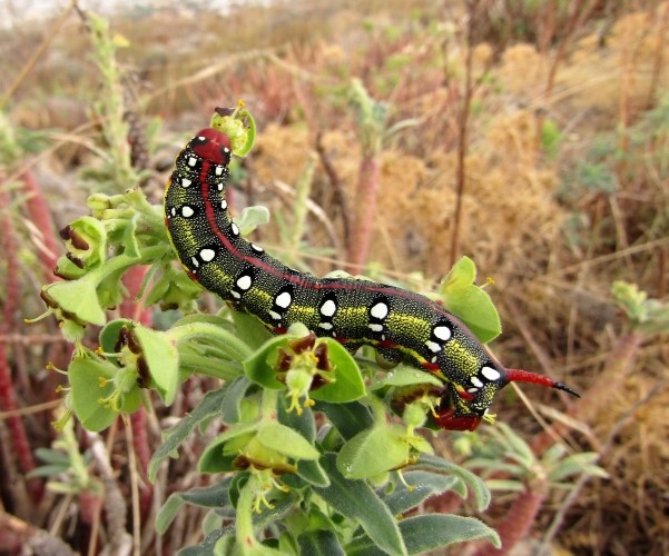 Hyles cretica larva, Crete - photo © K. Bormpoudaki