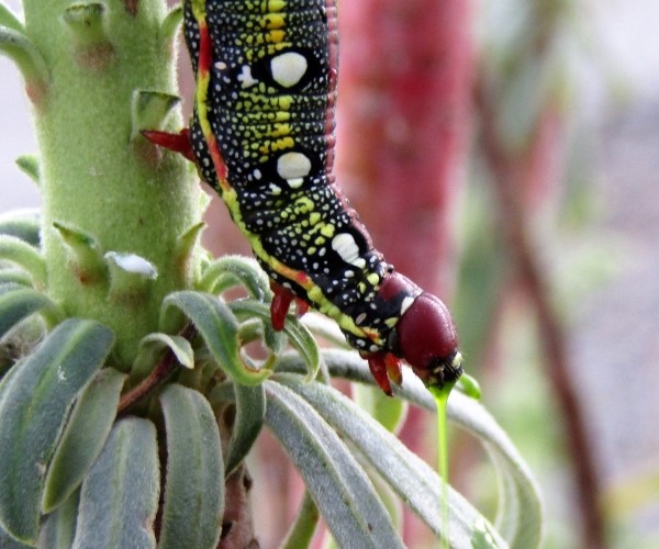Hyles cretica larva, Crete - photo © K. Bormpoudaki