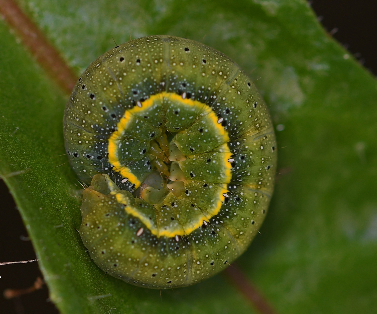 Lacanobia oleracea larva, Crete - photo © Fotis Samaritakis