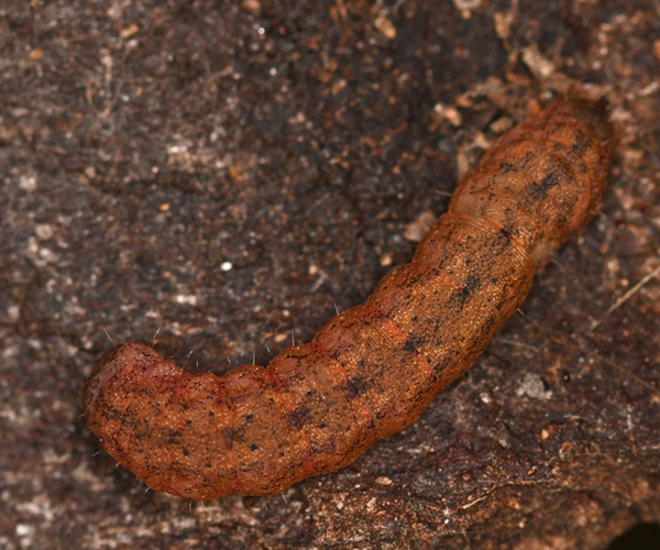 Mniotype solieri larva, Crete - photo © Fotis Samaritakis